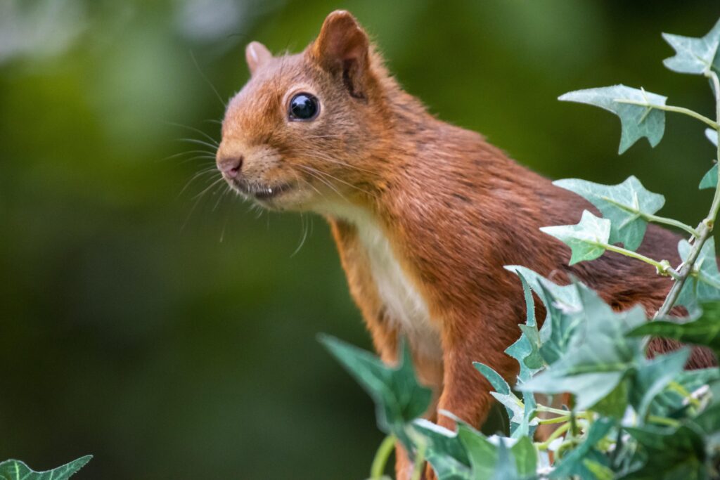 Eichhörnchen als Maskottchen von Badminton II