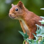 Eichhörnchen als Maskottchen von Badminton II